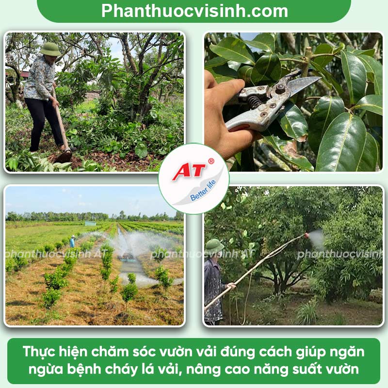 Bệnh cháy lá vải: Phòng trừ hiệu quả, an toàn