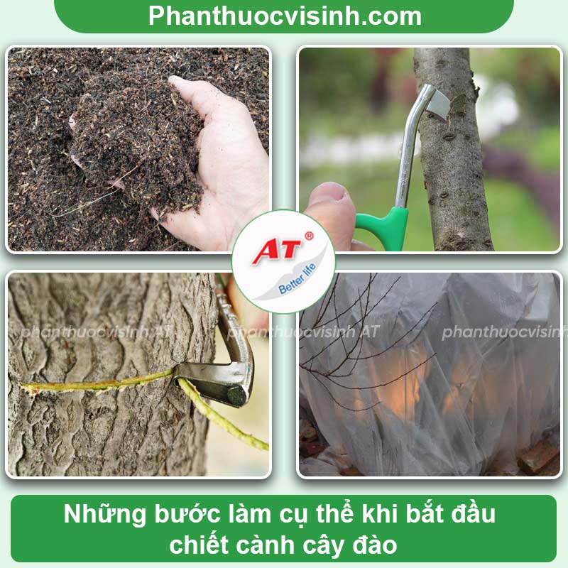 Hướng dẫn cách chiết cành đào đúng kỹ thuật