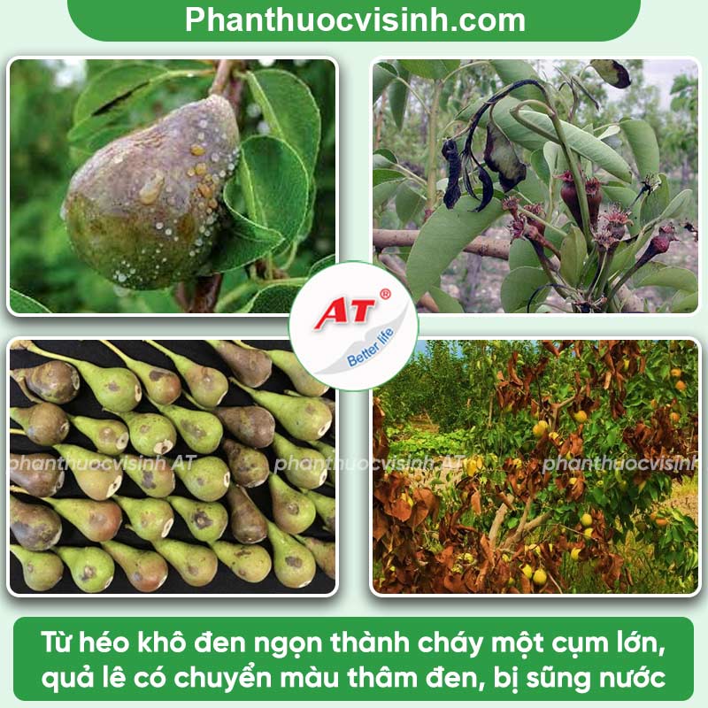 Bệnh cháy lá lê: Nguyên nhân & Cách phòng trị hiệu quả