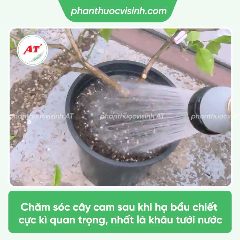 Hướng dẫn cách chiết cành cam ra rễ nhanh, chống sâu bệnh