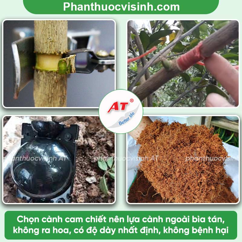 Hướng dẫn cách chiết cành cam ra rễ nhanh, chống sâu bệnh