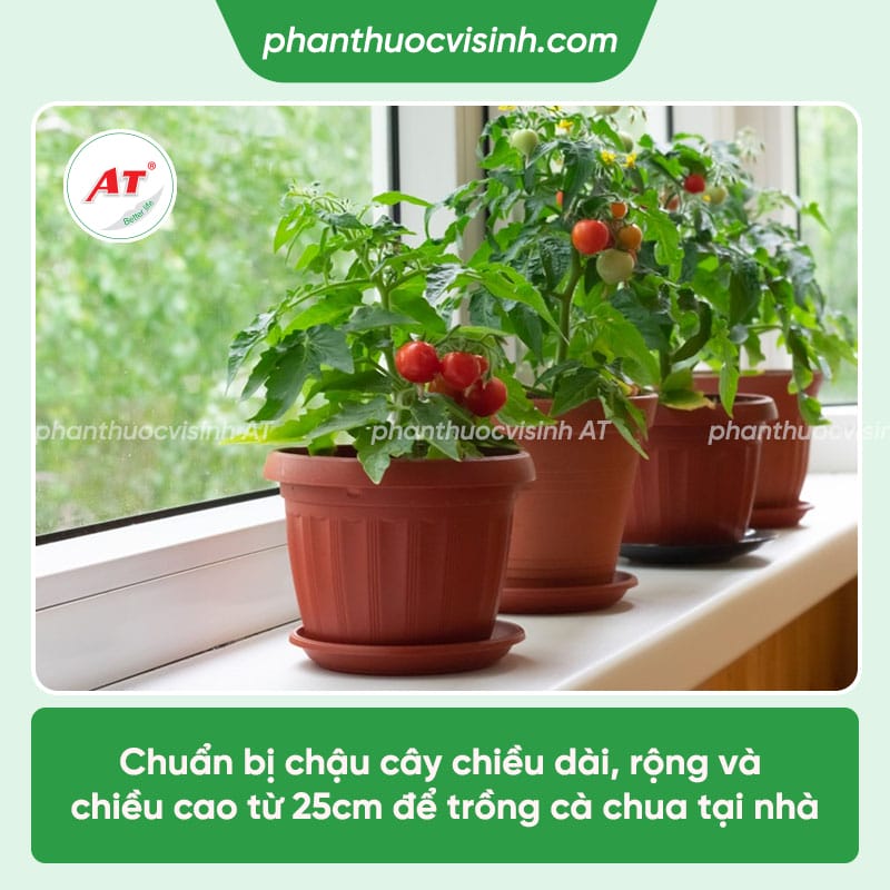 Cách chăm sóc cà chua sai quả và những lưu ý khi trồng cà