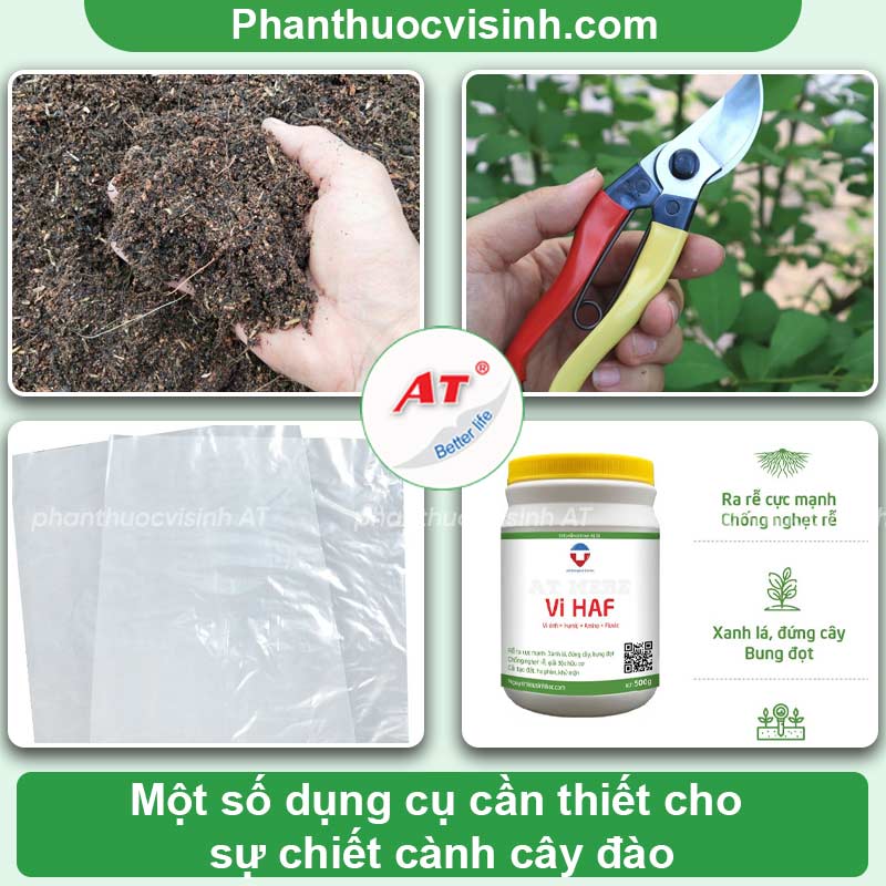 Hướng dẫn cách chiết cành đào đúng kỹ thuậtHướng dẫn cách chiết cành đào đúng kỹ thuật