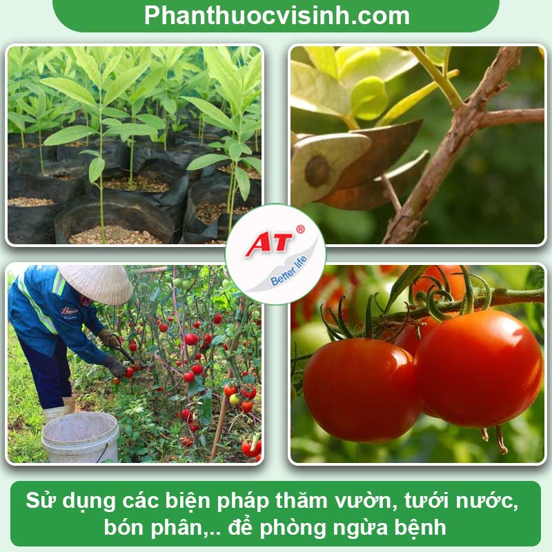 Nhận biết và phòng trừ bệnh phấn trắng cà chua hiệu quả