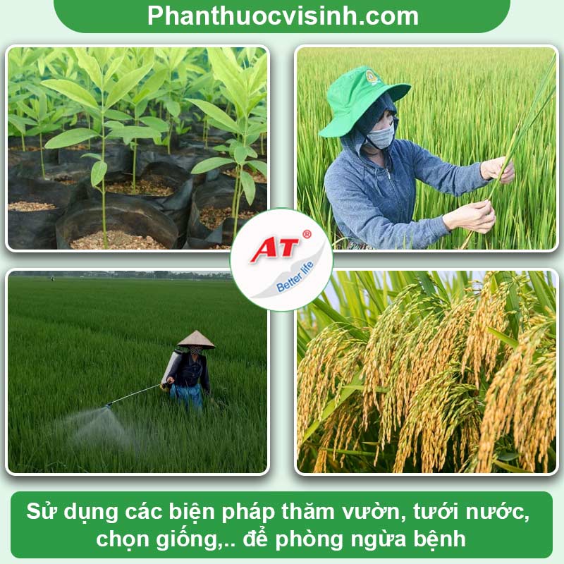 Hướng dẫn nhận biết và phòng trừ bệnh đạo ôn trên lúa 