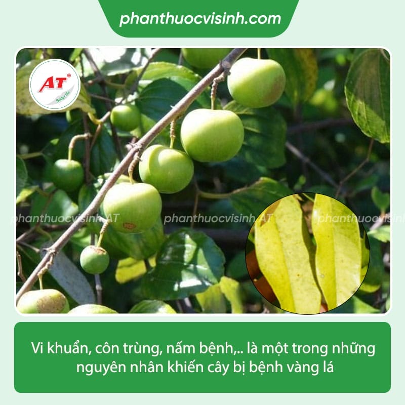 Tìm hiểu nguyên nhân cây táo bị vàng lá và cách khắc phục