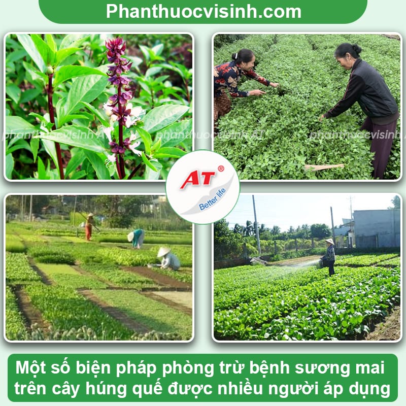 Bệnh sương mai trên cây húng quế: Phòng trừ hiệu quả