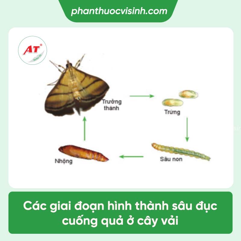 Dấu hiệu sâu đục cuống quả vải và cách phòng trị tốt nhất