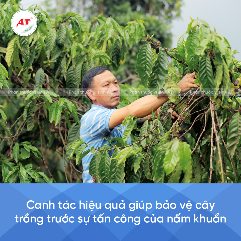 Bảo vệ cây trồng khỏi nấm khuẩn