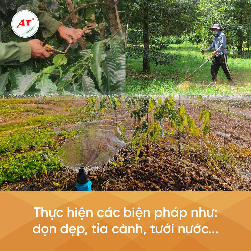 Các biện pháp phòng nấm bệnh