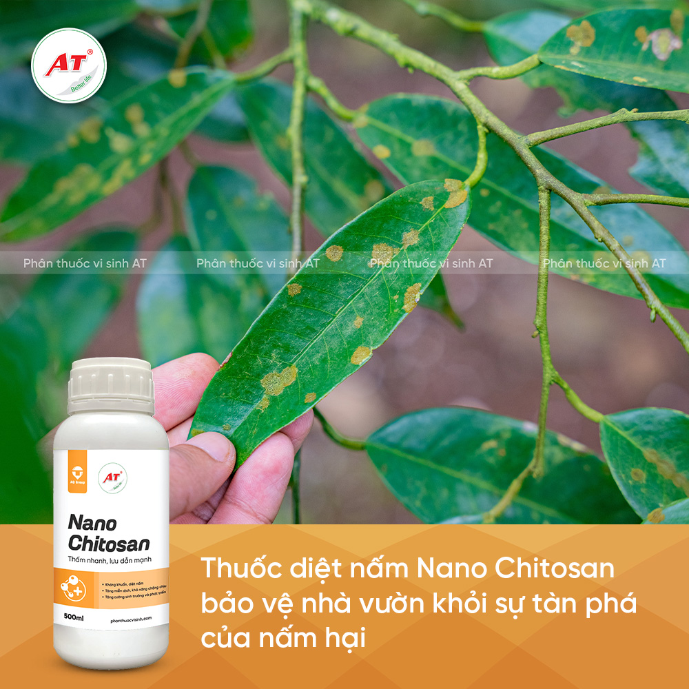 Nano Chitosan tiêu diệt nấm bệnh