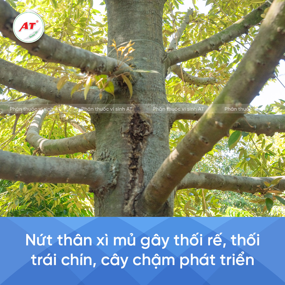 Tác hại của nứt thân xì mủ