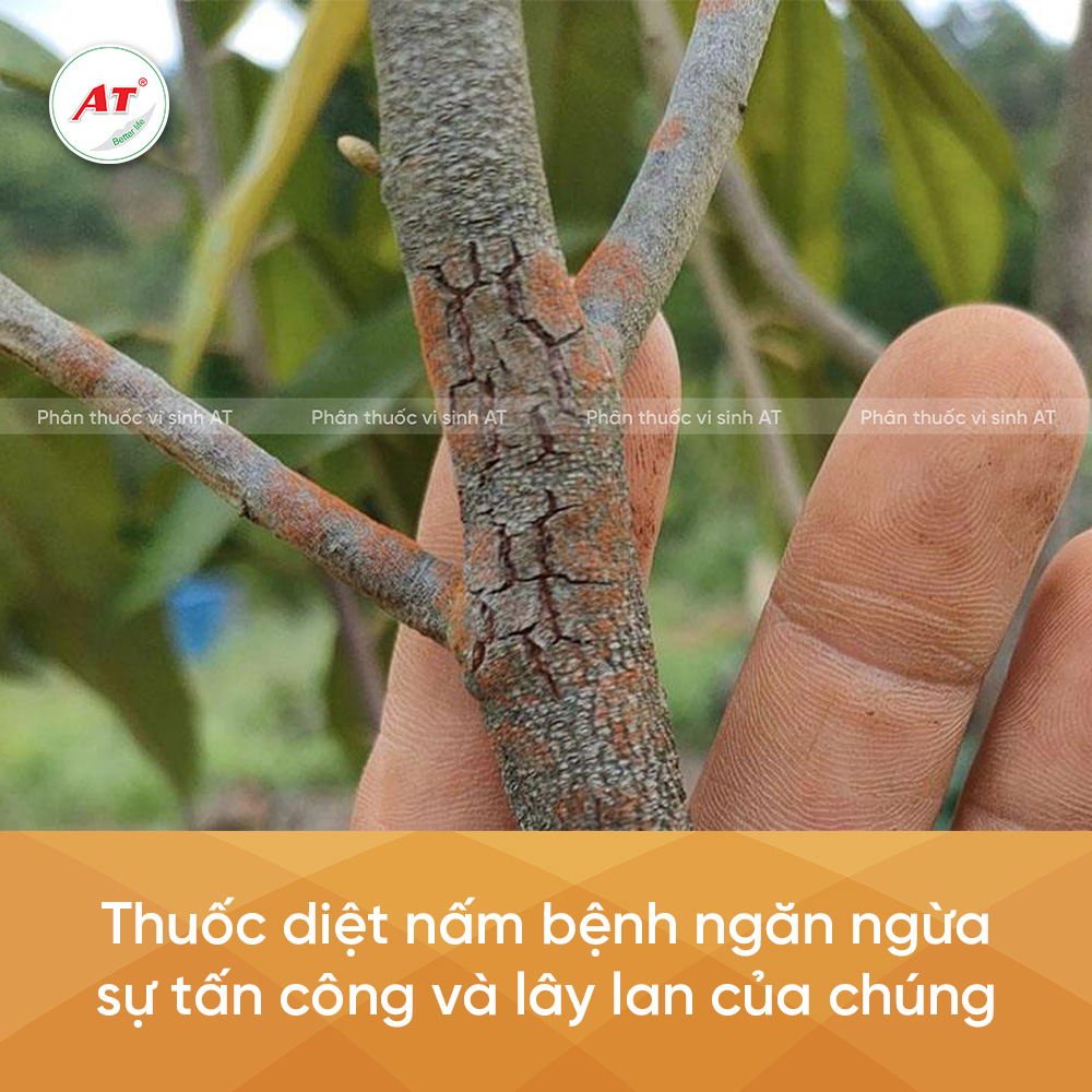 Thuốc diệt nấm công dụng