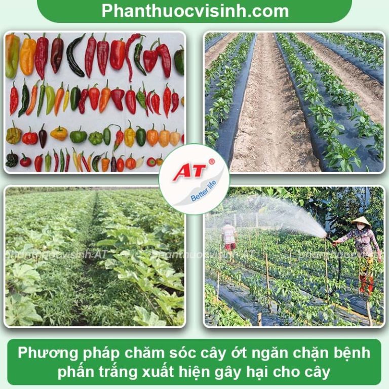 Cách Phòng Trị Bệnh Phấn Trắng Trên Cây ớt Và Nguyên Nhân