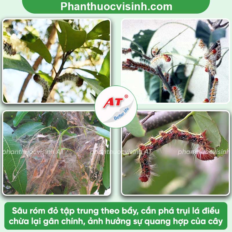 Sâu ăn lá điều: Biện pháp phòng trừ hiệu quả, an toàn