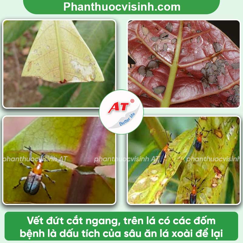 Phòng trừ sâu ăn lá xoài hiệu quả nhanh với AT Mebe LA QUA