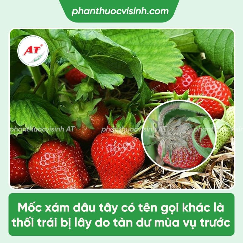 Tìm hiểu bệnh mốc xám ở dâu tây và cách phòng trị