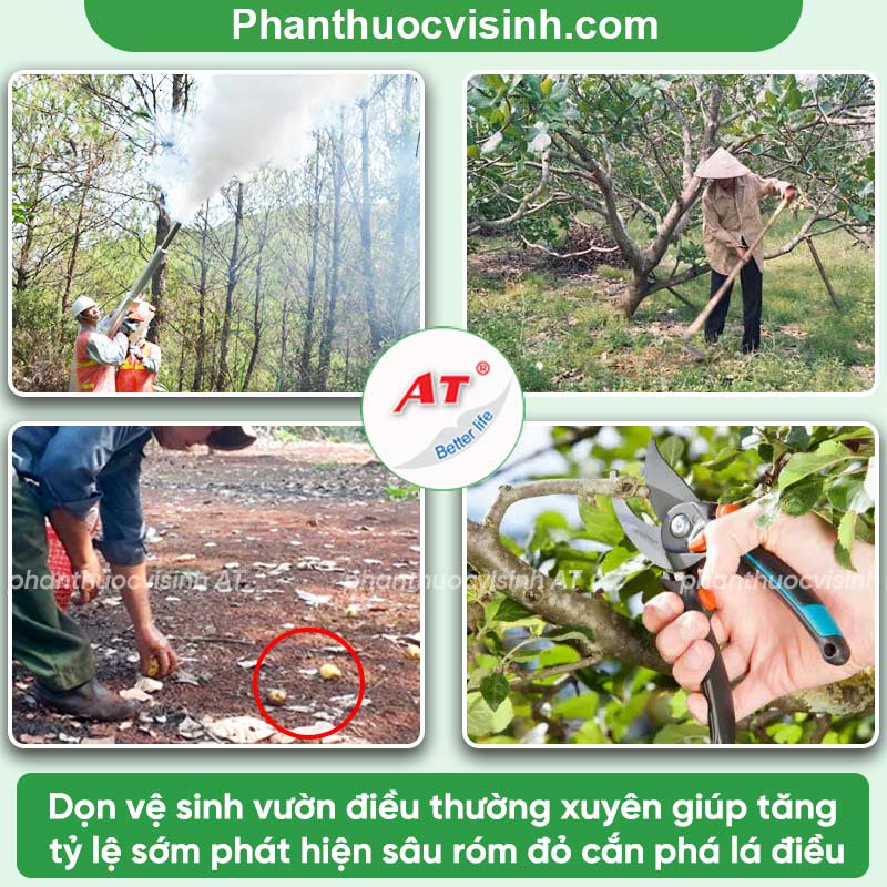 Sâu ăn lá điều: Biện pháp phòng trừ hiệu quả, an toàn