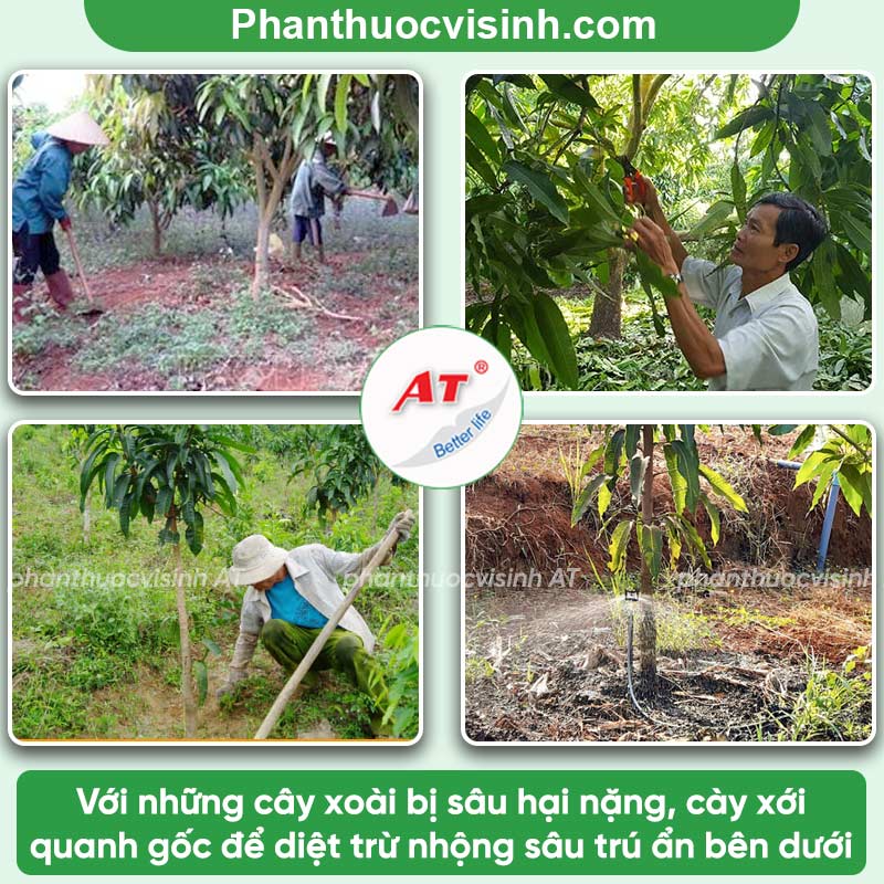 Phòng trừ sâu ăn lá xoài hiệu quả nhanh với AT Mebe LA QUA