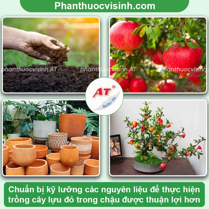 Hướng dẫn cách trồng cây lựu đỏ trong chậu tại nhà