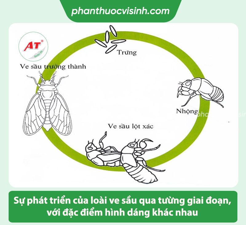 Cách phòng trừ ve sầu hại cà phê nhanh, hiệu quả, an toàn