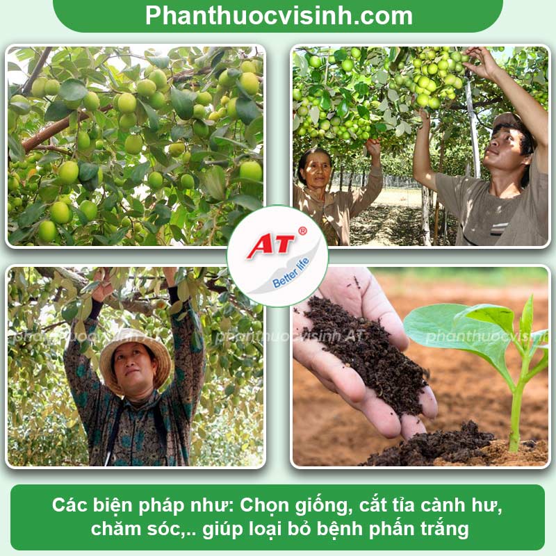 Tìm hiểu bệnh phấn trắng trên cây táo và cách phòng trừ 