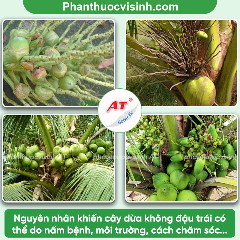 Thuốc đậu trái dừa AT Chibozin hiệu quả, an toàn