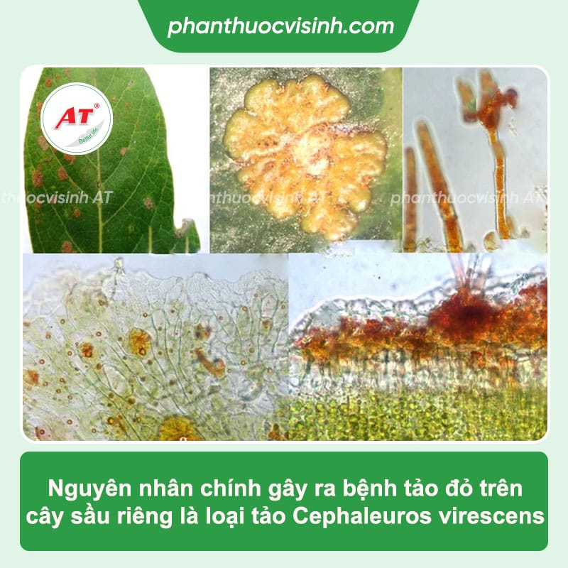 Bệnh tảo đỏ trên cây sầu riêng cách phòng trị hiệu quả