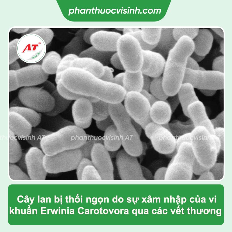 Lan bị thối ngọn: Nguyên nhân, cách phòng trừ hiệu quả