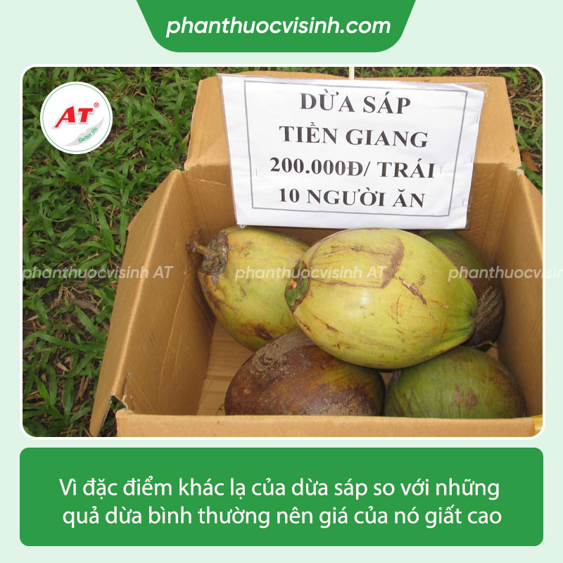 Cách trồng dừa sáp cho đúng kỹ thuật