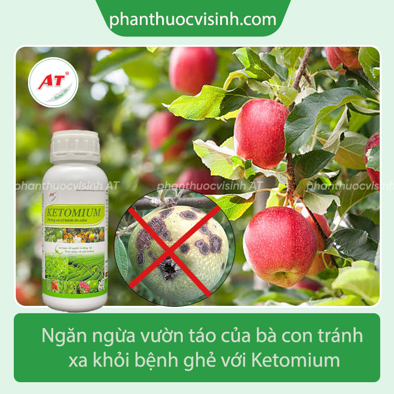Tìm hiểu bệnh ghẻ trên cây táo và cách phòng trừ hiệu quả 