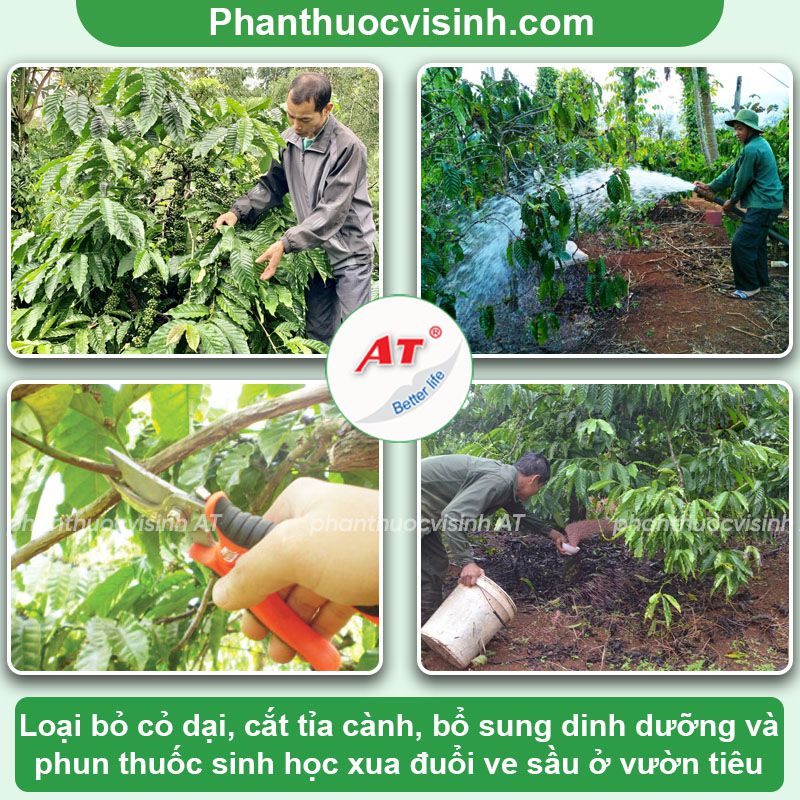 Cách phòng trừ ve sầu hại cà phê nhanh, hiệu quả, an toàn