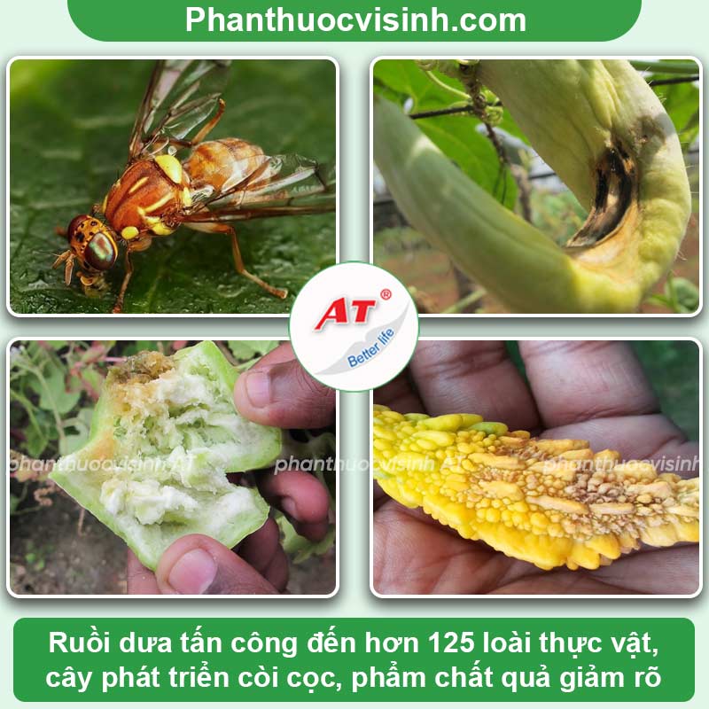 Các loại sâu bệnh hại cây trồng & Biện pháp phòng trừ