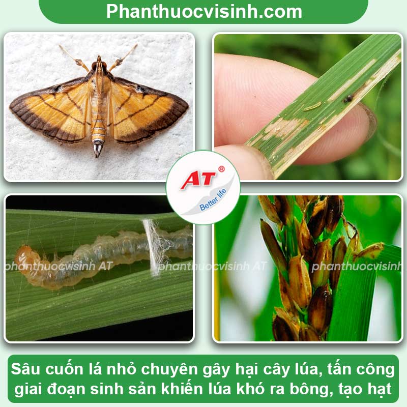 Các loại sâu bệnh hại cây trồng & Biện pháp phòng trừ