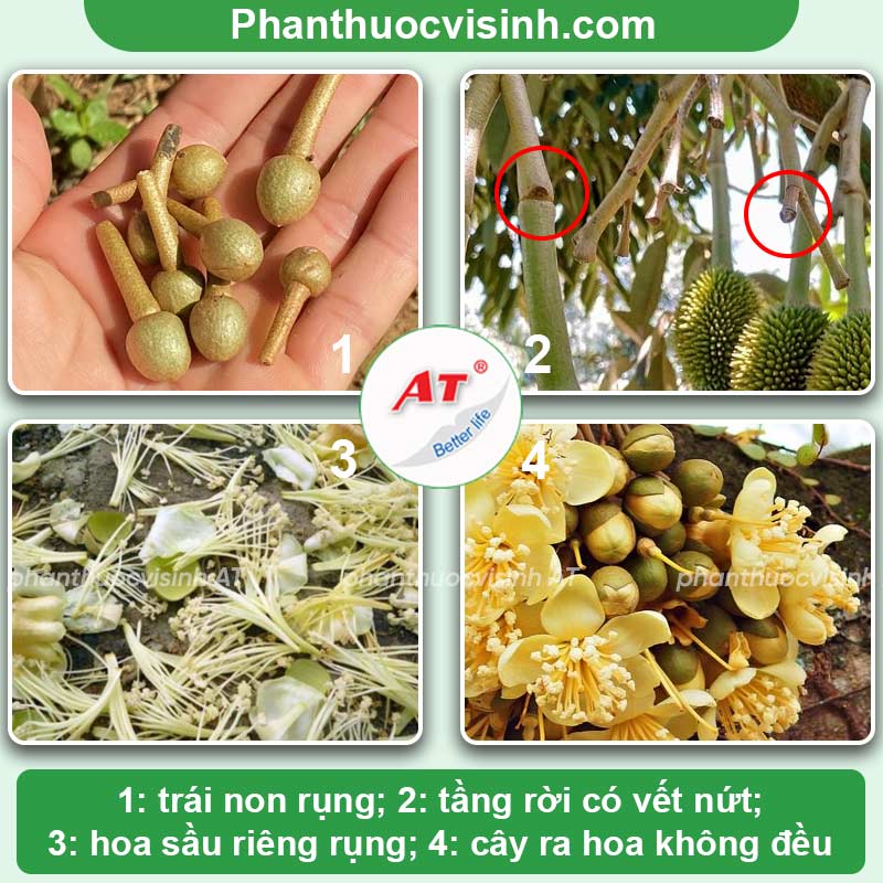 Vọt đọt sầu riêng, kéo đọt nhanh, mập đọt - Nuti 555