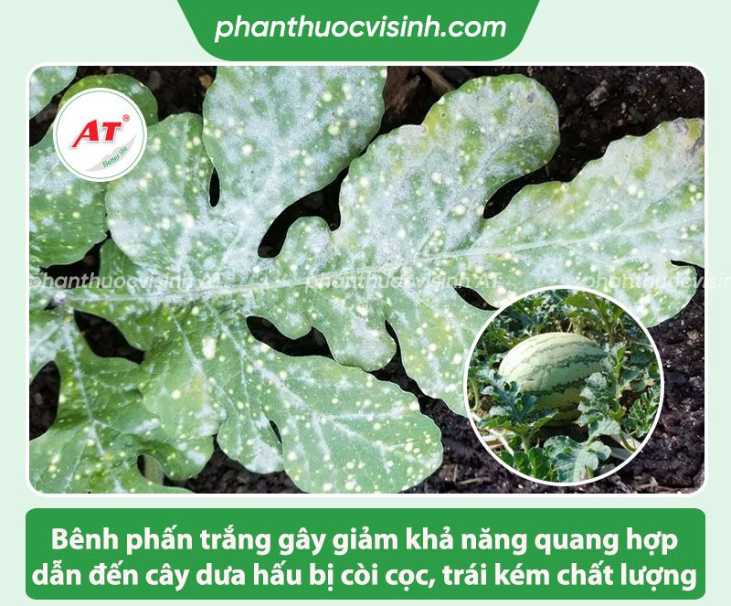 Bệnh phấn trắng trên dưa hấu: Nguyên nhân và Cách phòng trị