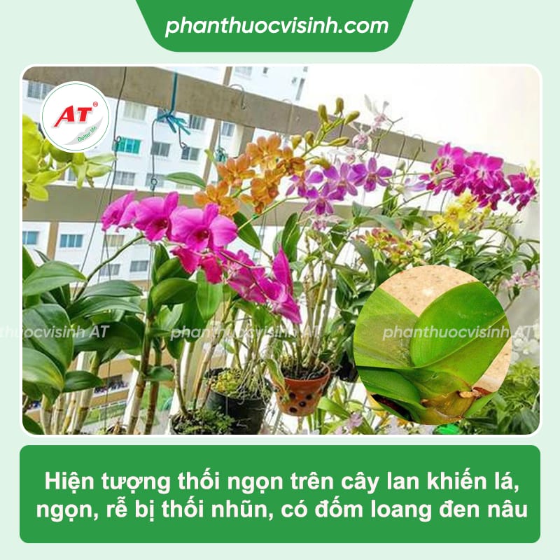 Lan bị thối ngọn: Nguyên nhân, cách phòng trừ hiệu quả