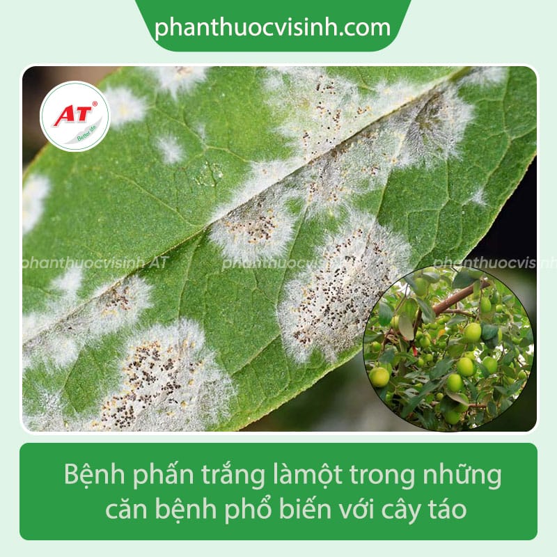 Tìm hiểu bệnh phấn trắng trên cây táo và cách phòng trừ