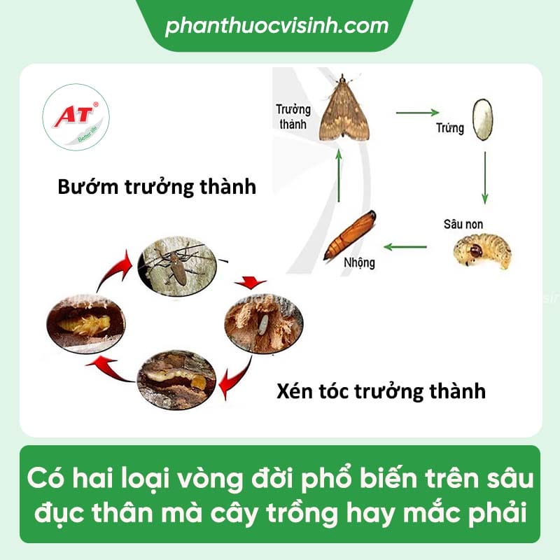 Cách trị sâu đục thân hiệu quả, an toàn, vượt trội