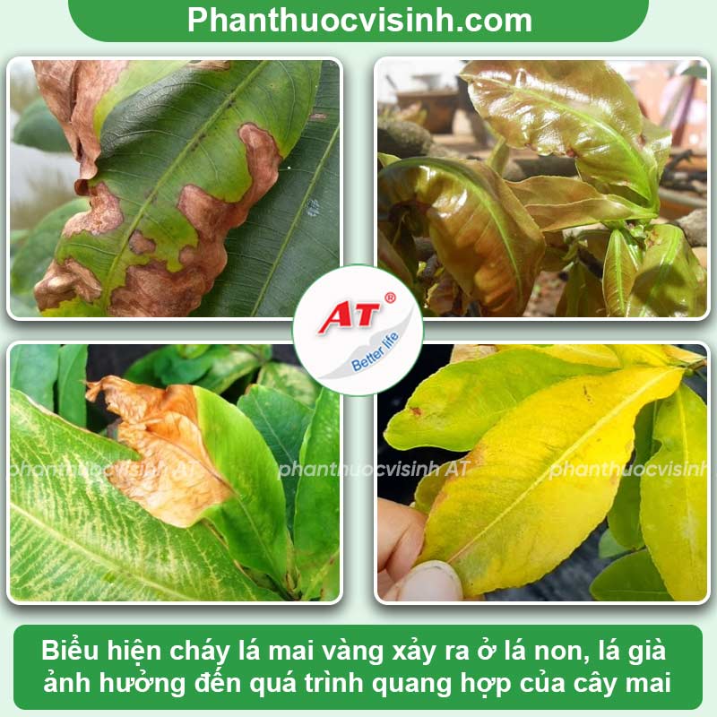 Bệnh cháy lá trên cây mai vàng: Nguyên nhân & Cách khắc phục