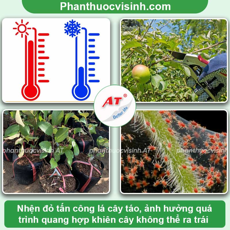 5 lí do khiến cây táo ra hoa nhưng không đậu quả