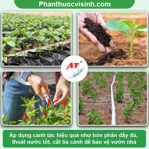 Ớt bị rụng trái: Nguyên nhân, cách khắc phục hiệu quả