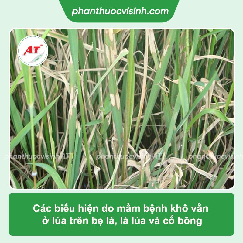 Lúa bị khô vằn: Biểu hiện, biện pháp phòng trừ hiệu quả