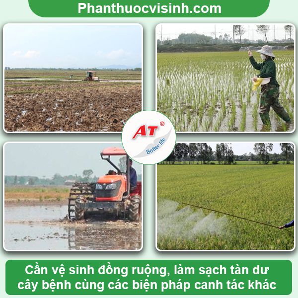 Lúa bị khô vằn: Biểu hiện, biện pháp phòng trừ hiệu quả