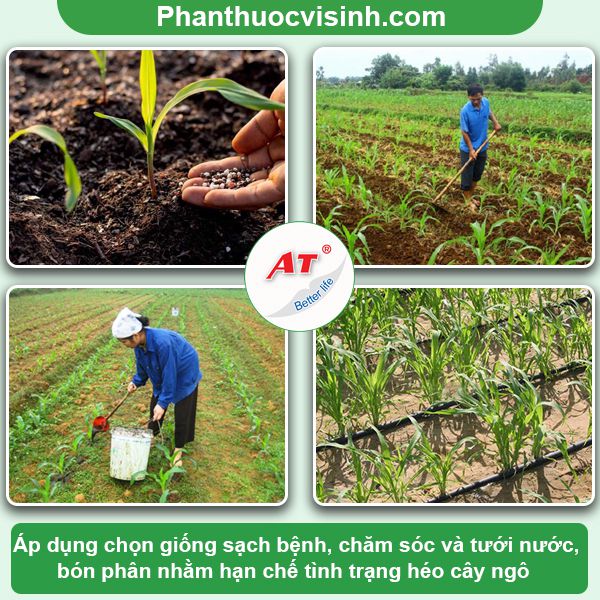 Bệnh héo cây ngô: Cách phòng trừ hiệu quả, an toàn