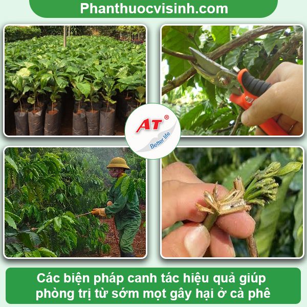 Mọt đục cành cà phê: Phòng trừ hiệu quả, an toàn