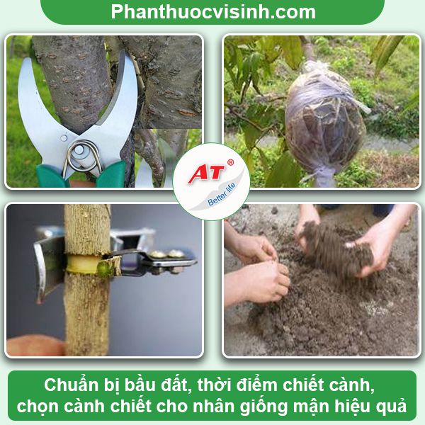 Hướng dẫn chiết cành mận đơn giản, đúng kỹ thuật