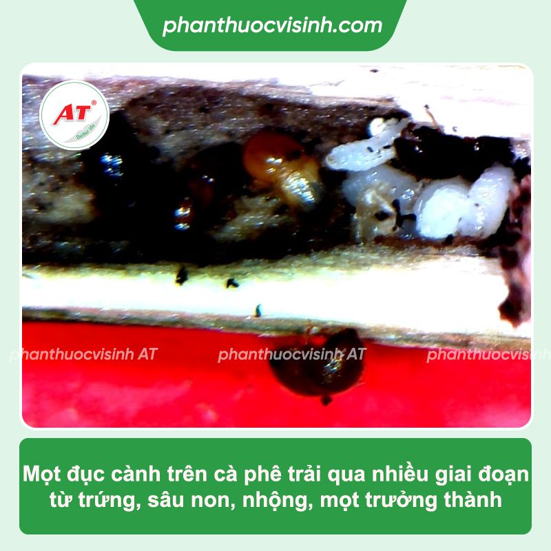 Mọt đục cành cà phê: Phòng trừ hiệu quả, an toàn