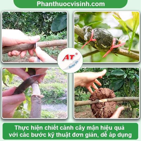 Hướng dẫn chiết cành mận đơn giản, đúng kỹ thuật