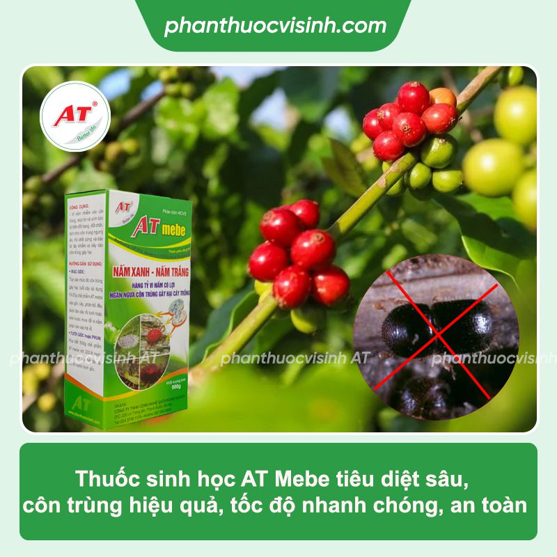 Mọt đục cành cà phê: Phòng trừ hiệu quả, an toàn